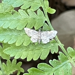 Chloroclystis catastreptes at Acton, ACT - 19 Feb 2023