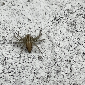 Oxyopes sp. (genus) at Canberra, ACT - 21 Feb 2023