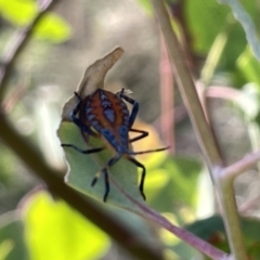 Amorbus alternatus (Eucalyptus Tip Bug) at Ainslie, ACT - 24 Feb 2023 by Hejor1