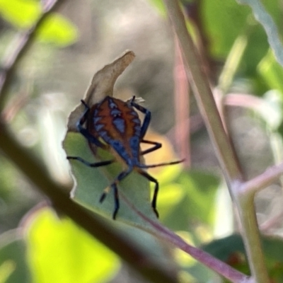 Amorbus alternatus (Eucalyptus Tip Bug) at Mount Ainslie - 24 Feb 2023 by Hejor1