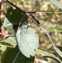 Myrmecia sp., pilosula-group (Jack jumper) at Ainslie, ACT - 25 Feb 2023 by Hejor1