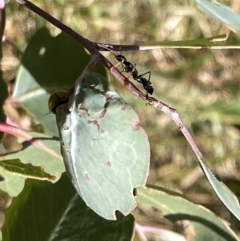 Myrmecia sp. (genus) (Bull ant or Jack Jumper) at Ainslie, ACT - 25 Feb 2023 by Hejor1