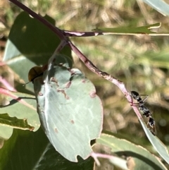 Myrmecia sp. (genus) at Ainslie, ACT - 25 Feb 2023