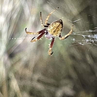 Unidentified Orb-weaving spider (several families) at Campbell, ACT - 2 Mar 2023 by Hejor1