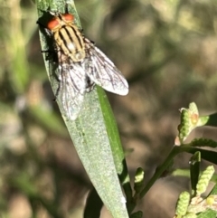 Sarcophaga sp. (genus) (Flesh fly) at Hackett, ACT - 3 Mar 2023 by Hejor1