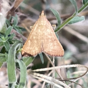 Endotricha ignealis at Hackett, ACT - 3 Mar 2023