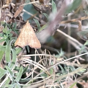 Endotricha ignealis at Hackett, ACT - 3 Mar 2023