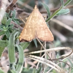 Endotricha ignealis at Hackett, ACT - 3 Mar 2023