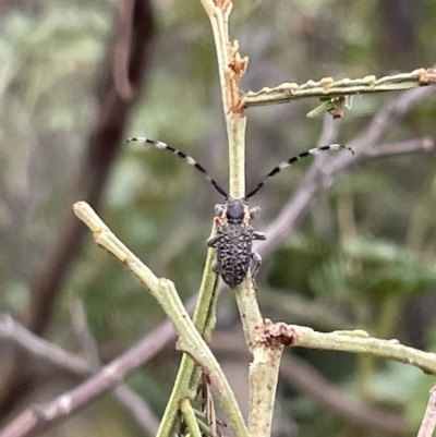 Ancita marginicollis (A longhorn beetle) at Mount Ainslie - 4 Mar 2023 by Hejor1