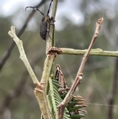 Ancita marginicollis at Ainslie, ACT - 4 Mar 2023