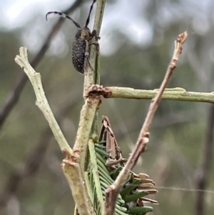 Ancita marginicollis at Ainslie, ACT - 4 Mar 2023