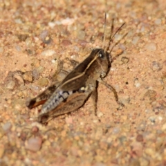 Phaulacridium vittatum (Wingless Grasshopper) at The Pinnacle - 12 Mar 2023 by Thurstan