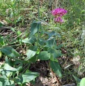 Centranthus ruber at Macarthur, ACT - 9 Dec 2022 10:31 AM