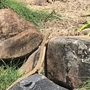 Varanus gouldii at Evans Head, NSW - suppressed