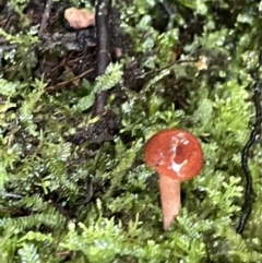 zz agaric (stem; gill colour unknown) at ANBG - 19 Feb 2023