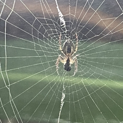 Plebs bradleyi (Enamelled spider) at ANBG - 19 Feb 2023 by Hejor1
