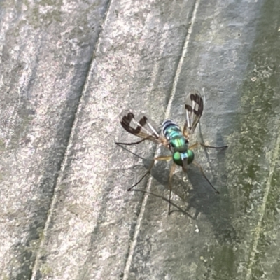 Austrosciapus connexus (Green long-legged fly) at ANBG - 19 Feb 2023 by Hejor1