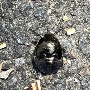 Pentatomidae (family) at Acton, ACT - 19 Feb 2023 01:48 PM