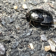 Pentatomidae (family) at Acton, ACT - 19 Feb 2023