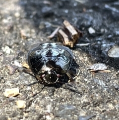 Pentatomidae (family) at Acton, ACT - 19 Feb 2023 01:48 PM