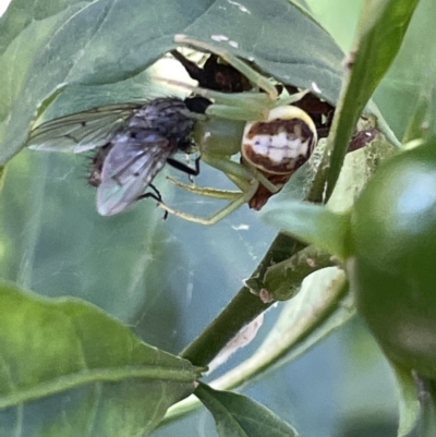 Helina sp. (genus) (Muscid fly) at Mount Ainslie - 24 Feb 2023 by Hejor1