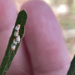 Unidentified Leafhopper or planthopper (Hemiptera, several families) at Ainslie, ACT - 24 Feb 2023 by Hejor1