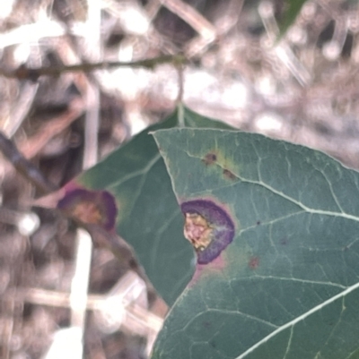 Leaf spot fungus at Ainslie, ACT - 24 Feb 2023 by Hejor1