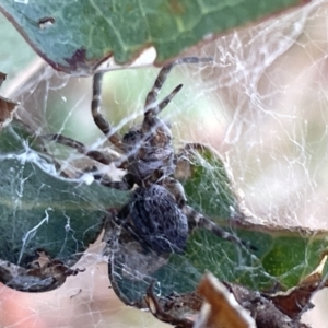 Badumna sp. (genus) at Ainslie, ACT - 24 Feb 2023