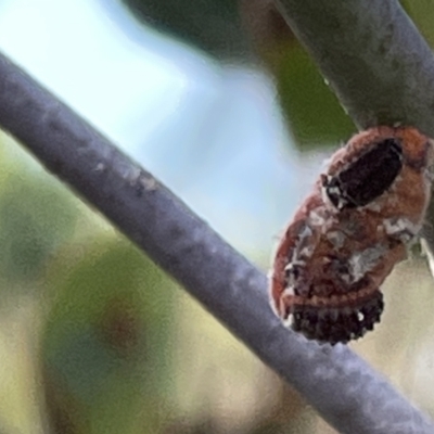 Monophlebidae sp. (family) (Mealy Bugs) at Mount Ainslie - 24 Feb 2023 by Hejor1