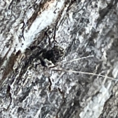 Platybrachys sp. (genus) at Mount Ainslie - 24 Feb 2023 by Hejor1