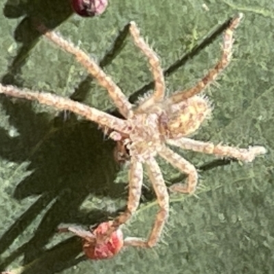 Sparassidae (family) (A Huntsman Spider) at Ainslie, ACT - 24 Feb 2023 by Hejor1