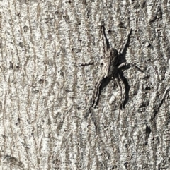 Pediana sp. (genus) at Ainslie, ACT - 24 Feb 2023 05:34 PM