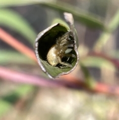 Phonognatha graeffei at Mount Ainslie - 25 Feb 2023 by Hejor1