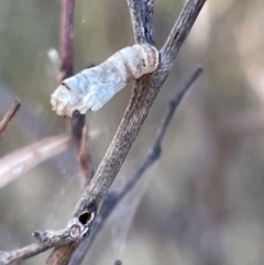 Hypertrophidae sp. (family) at Mount Ainslie - 24 Feb 2023