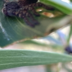 Isopedella pessleri at Mount Ainslie - 25 Feb 2023