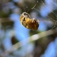 Arachnura higginsi at Ainslie, ACT - 25 Feb 2023