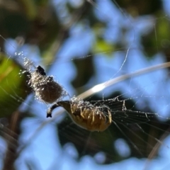 Arachnura higginsi at Ainslie, ACT - 25 Feb 2023