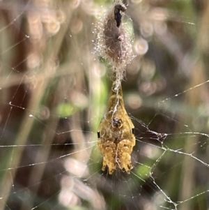 Arachnura higginsi at Ainslie, ACT - 25 Feb 2023