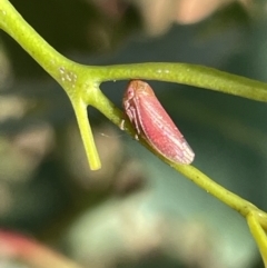 Ipoella sp. (genus) (Leafhopper) at Ainslie, ACT - 25 Feb 2023 by Hejor1