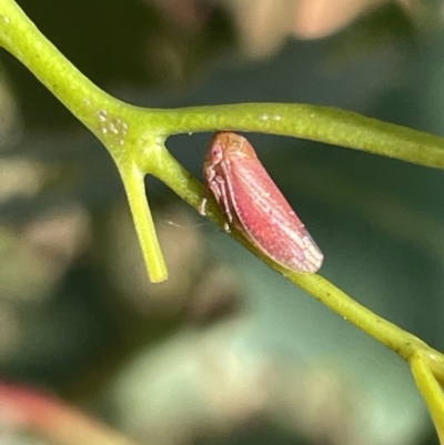 Ipoella sp. (genus) (Leafhopper) at Mount Ainslie - 25 Feb 2023 by Hejor1