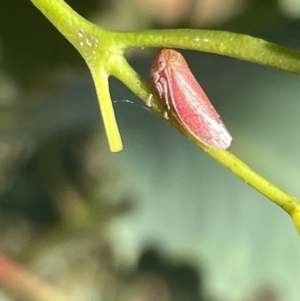 Ipoella sp. (genus) at Ainslie, ACT - 25 Feb 2023