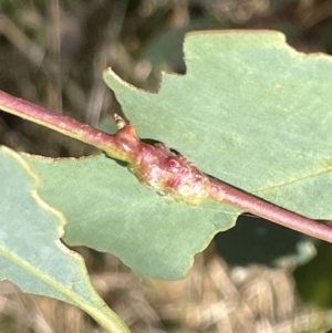 Eucalyptus insect gall at Ainslie, ACT - 25 Feb 2023