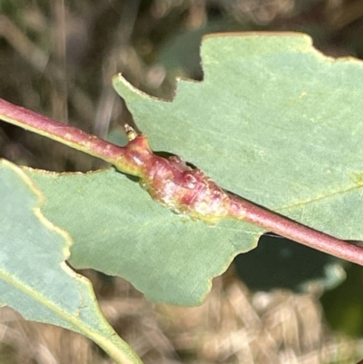 Eucalyptus insect gall at Ainslie, ACT - 25 Feb 2023 by Hejor1