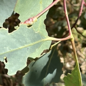 Eucalyptus insect gall at Ainslie, ACT - 25 Feb 2023