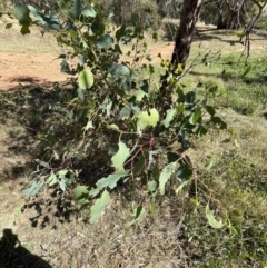 Eucalyptus insect gall at Ainslie, ACT - 25 Feb 2023