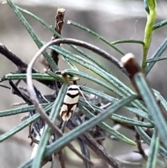 Unidentified Tiger moth (Arctiinae) at Ainslie, ACT - 26 Feb 2023 by Hejor1