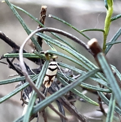 Unidentified Tiger moth (Arctiinae) at Ainslie, ACT - 26 Feb 2023 by Hejor1