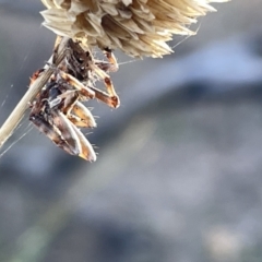 Backobourkia sp. (genus) at Ainslie, ACT - 26 Feb 2023