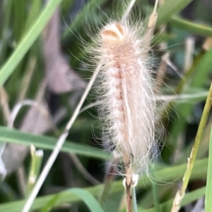 Lepidoptera unclassified IMMATURE at Ainslie, ACT - 26 Feb 2023 05:30 PM