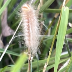 Lepidoptera unclassified IMMATURE at Ainslie, ACT - 26 Feb 2023 05:30 PM